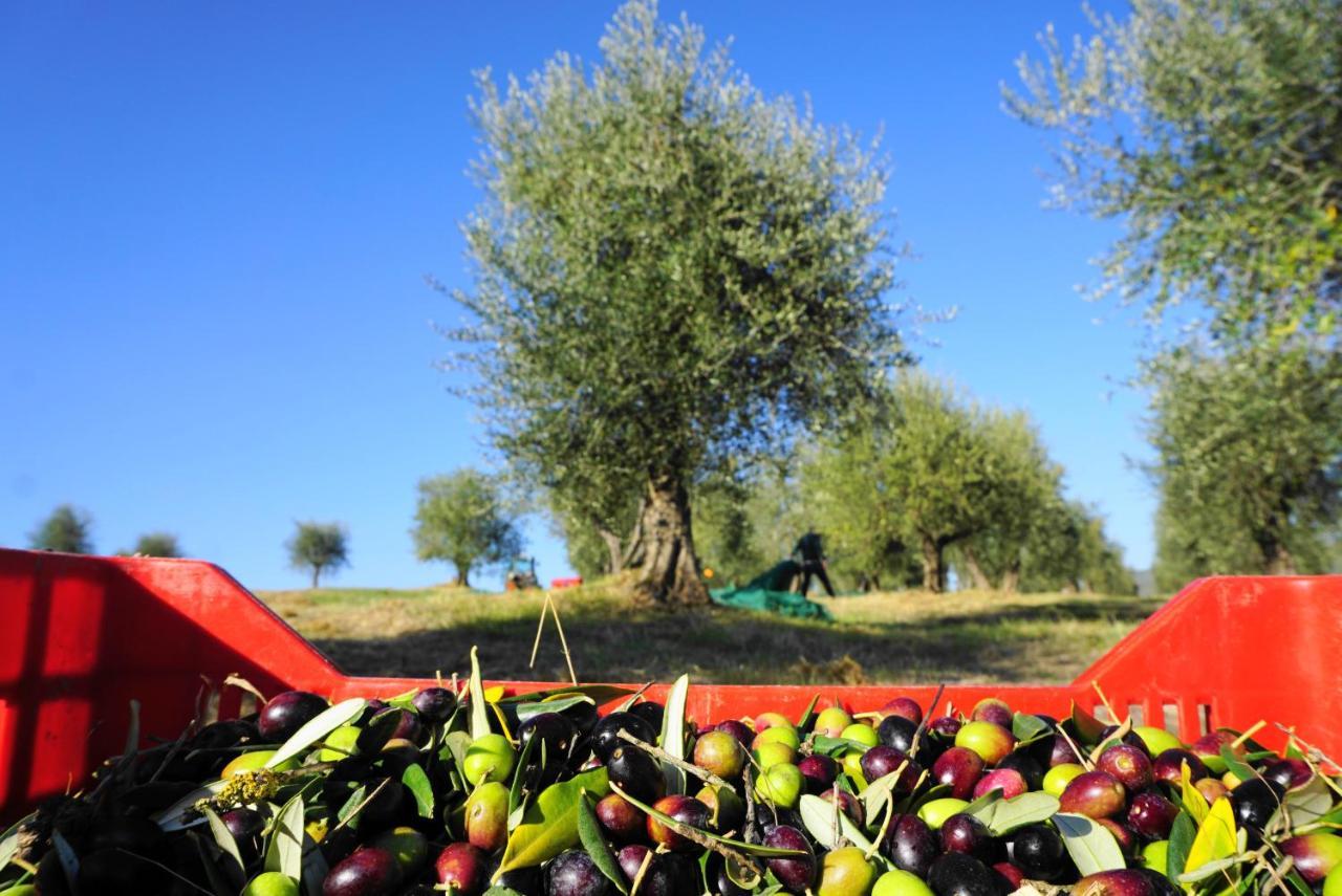 Vila Fattoria Lornano Winery Monteriggioni Exteriér fotografie